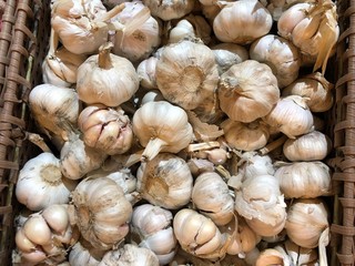 A basket of fresh unpeeled garlic
