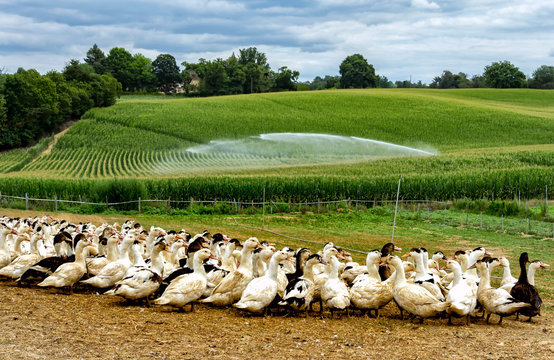 Elevage de canard