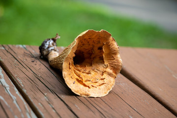 A woolly chanterelle mushroom, closeup