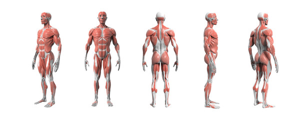 Human anatomy muscular system 3d rendering with Clipping path. - obrazy, fototapety, plakaty
