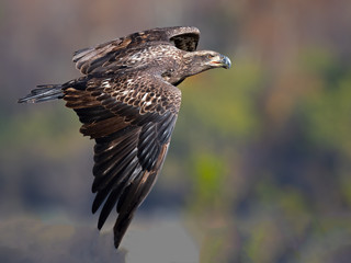 Juvenile Bald Eagle in Flight
