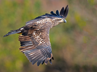 Juvenile Bald Eagle in Flight