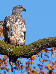 Juvenile Bald Eagle in Tree