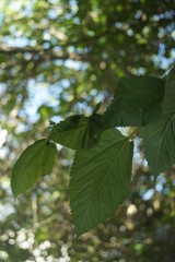 Fototapeta na wymiar leaf