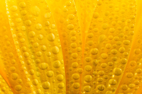 Close up of yellow gerbera