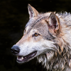 Tundra Wolf isolated on Black Background