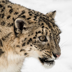 Portrait of Snow Leopard on Isolated White Background