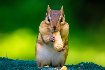 Chipmunk 4 © Robert