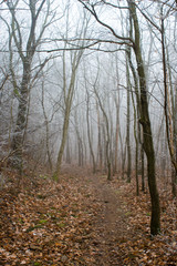 Winter forest footpath