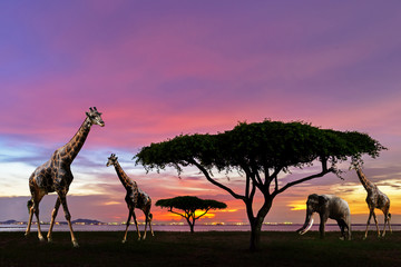 Fototapeta na wymiar South africa of Silhouette African night safari scene with giraffes wildlife animals on the panorama rhino nature