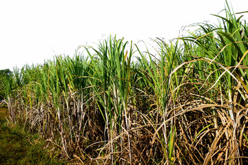 Sugarcane tree in field on white background