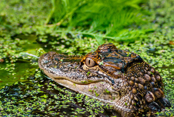 american alligator in duckweed