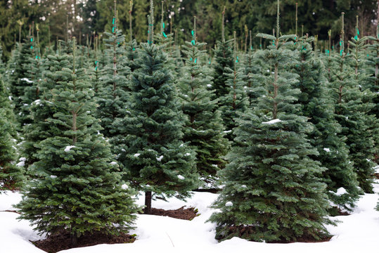 Christmas Tree Farm