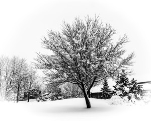 Fototapeta na wymiar A tree covered in snow sits amongst a wintery landscape in extremely cold conditions in Chicago
