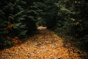 Carpet of yellow leaves on a forest path.