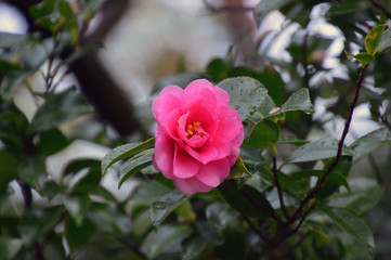 開ききる少し前のサザンカ（山茶花）の赤い花