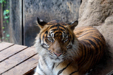 SUmatran Tiger