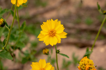 Single yellow flower