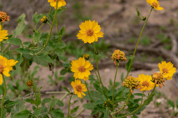 3 yellow flowers