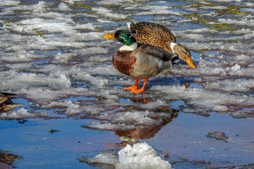 Wild ducks in nature