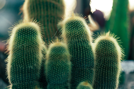 Cactus
