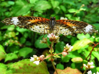 Fototapeta na wymiar Butterfly in the natural habitat