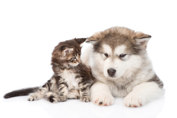 Maine coon cat and alaskan malamute dog together. isolated on white background