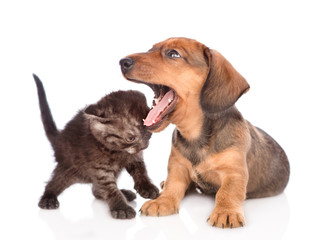 Yawning puppy and kitten.  isolated on white background