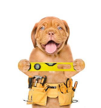 Funny dog worker with tool belt and  spirit level. Isolated on white background