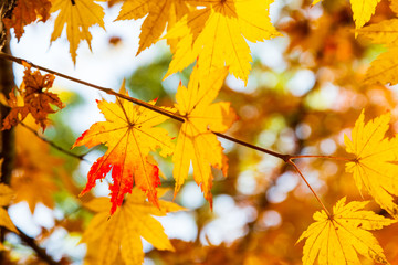 Fototapeta na wymiar Red, Yellow and Orange autumn leaves