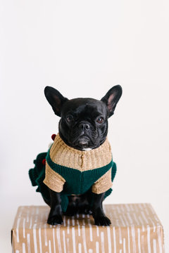 Adorable french bulldog in a Christmas dress