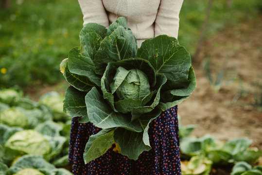 woman holds the cabbage