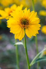 yellow flowers in garden