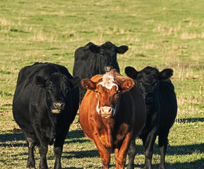 A Herd of Angus Beef Cattle - one red and three black grazing in pasture on sunny day