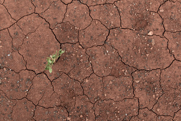 Small trees and dry soil await lushness