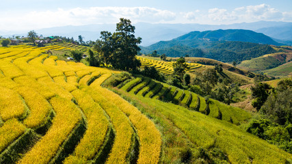 Fototapeta na wymiar The most beautiful rice terraces at little hamlet of rolling rice terraces name Ban Pa Pong Piang and nestled in the mountains of Doi Inthanon national park in Chiangmai, Thailand (from hight view)