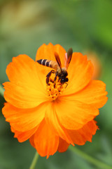 nectar yellow Cosmos flower and  Bee .