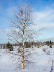 birch in winter