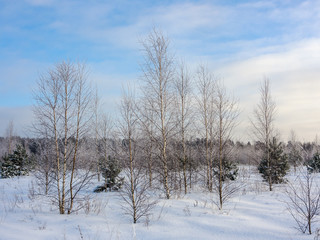 Fototapeta na wymiar birch in winter