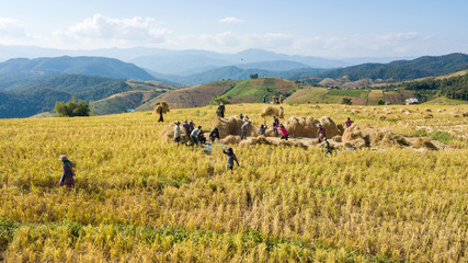 Famers harvest rice farm with Traditional way by Manual rice threshing at hamlet name Ban Pa Pong Piang, Chiangmai, Thailand in 2018