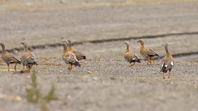 flock of Caiquenes, anseriformes birds of the Anatidae family that includes five endemic species of the South American continent