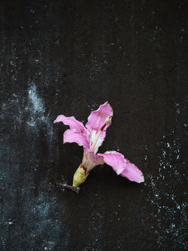 Ceiba insignis flower