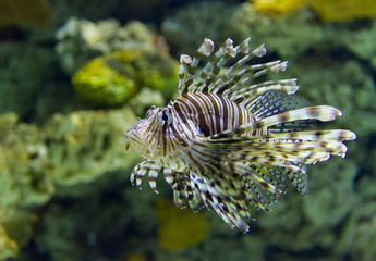 Close up view of a Lion Fish underwater