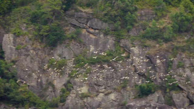flock of Caiquenes, anseriformes birds of the Anatidae family that includes five endemic species of the South American continent