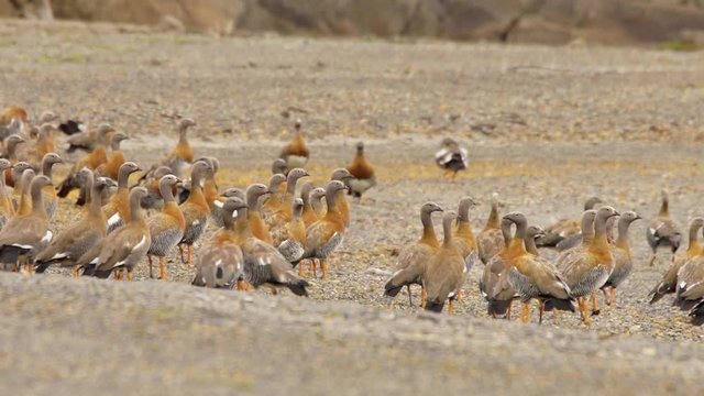 flock of Caiquenes, anseriformes birds of the Anatidae family that includes five endemic species of the South American continent