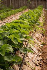 Fototapeta na wymiar Strawberry plants with drip irrigation and organic ground cover