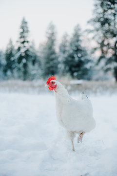 A white Delaware hen in the snow