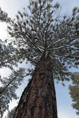Zion park tree