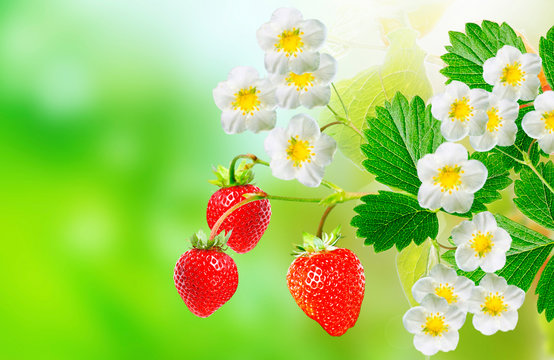 summer tasty fresh strawberries