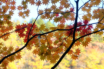 紅葉